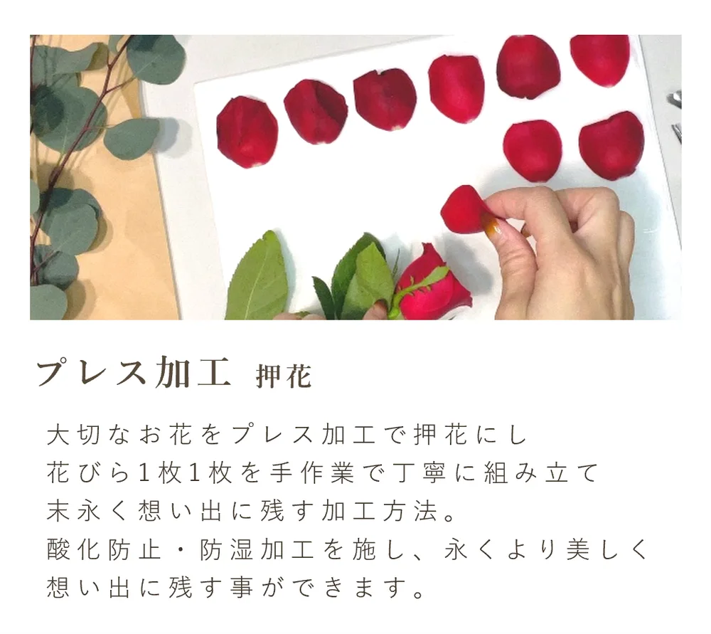 赤いバラの花びらを一枚ずつ丁寧に扱う押し花加工の工程